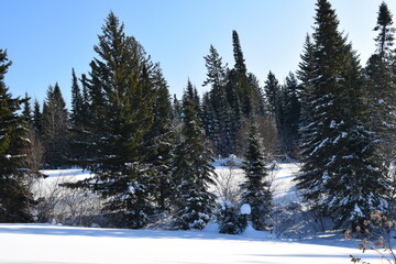 snow covered trees