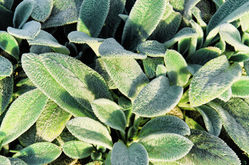 Fototapeta premium Stachys byzantina or woolly hedgenettle on flowerbed. Lamb's ears with gray-silver colored leaves with silky hairs on sunny day. Natural background.