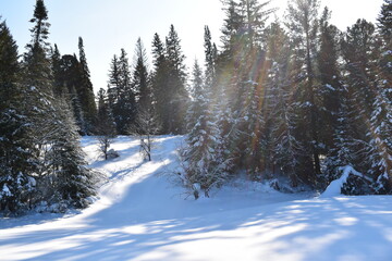 Fototapeta premium snow covered trees