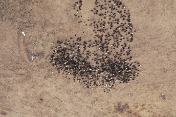 Aerial view of flock of black sheeps and rams grazing in field in mountains, natural winter landscape, rural scene, forest, Russia.