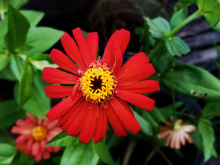 red zinnia flower