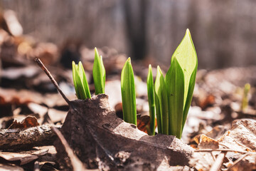  first Wild Garlic of the Year