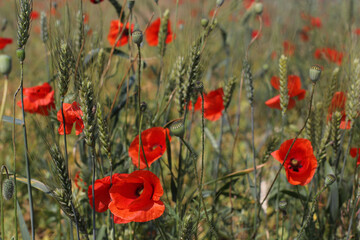 Naklejka premium Red poppy flowers against the sky. Shallow depth of field. blue sky