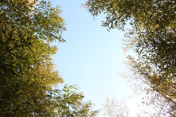 한국 대나무와 하늘의 어우러짐