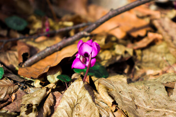 cyclamen forest flower