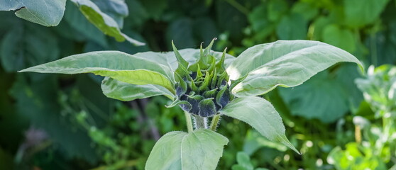 Ovary of a sunflower flower close-up on a green background in summer