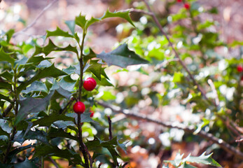 red forest berries bushes