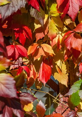 Colorful leaves of the plant Maiden grapes closeup in autumn