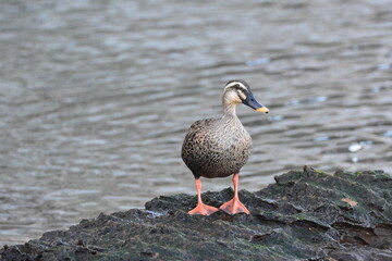 海辺のカモ