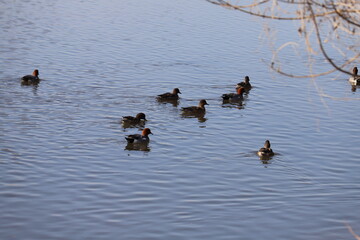 冬の川で泳ぐヒドリガモ