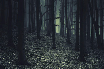 dark scary halloween forest at night