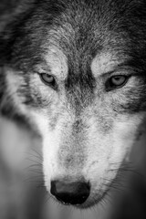 portrait of a wolf