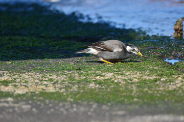 浜辺でコケを食べるムクドリ