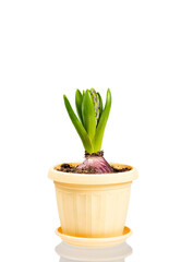 Unblown hyacinth with green leaves and closed buds in a flower pot isolated