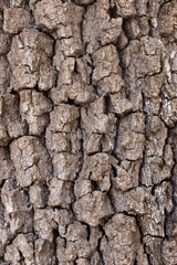 tree bark