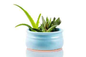 Different types of small domesticated succulents in blue pot front view isolated