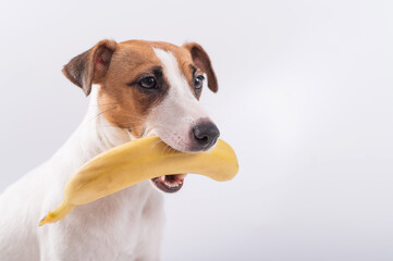 Jack russell terrier dog holds a banana in his mouth on a white background. Copyspace