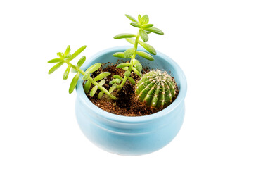 Various types of small homemade succulents and cactus in blue pot top side view