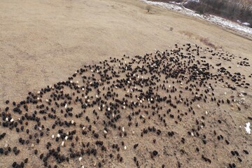 Aerial view of flock of black sheeps and rams grazing in field in mountains, natural winter landscape, rural scene, forest, Russia.