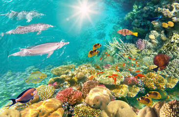 Underwater scene with dolphins and colorful coral reef full of red fish.