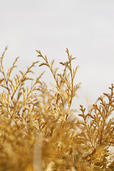 yellow thuja leafs at winter