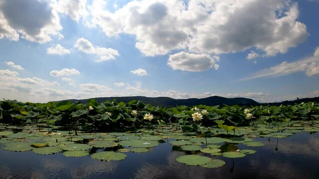 Flowering of Water Lilies on Lake Corgeno  Italy 