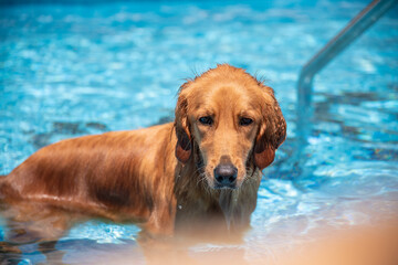 A beautiful Golden retriever dog having fun and happily playing in dog pool, in crystal clear blue water, excercising and refreshing on a hot summer day