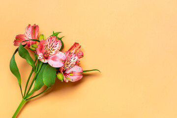 bouquet of alstroemeria flowers isolated on beige background Top view Flat lay Floral holiday card 8 March, Happy Valentine's day, Mother's day, Spring concept Mock up