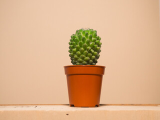 Cactus on a wooden podium. Horizontal