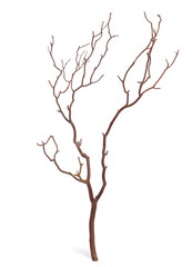 Plane tree or Platanus branch isolated on white background.