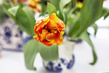 Yellow-red tulip in a vase in the garden. Spring. Bloom.