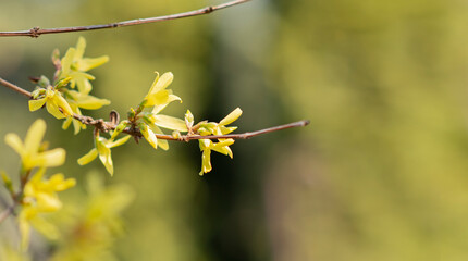 Banner background with blooming yellow forsythia flowers in a garden, gardening and spring concept