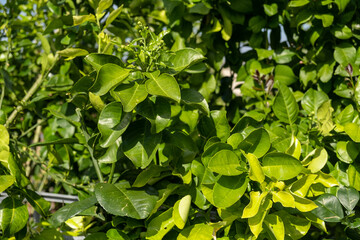 Oroblanco or Pomelit or Israeli Jaffa Sweetie tree