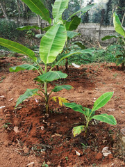 Irrigated banana saplings in the farm in summer. 