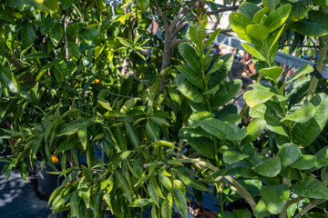 lCitron (Etrog) tree sold at the glasshouse