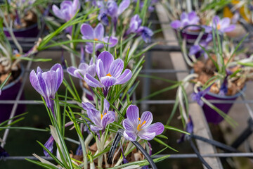 The Crocus sativus, or saffron crocus, or autumn crocus flowers