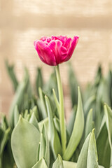 Pink tulip on a flower bed in the garden. Spring. Blooming.