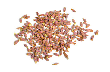 Black currant buds. Isolated on white background