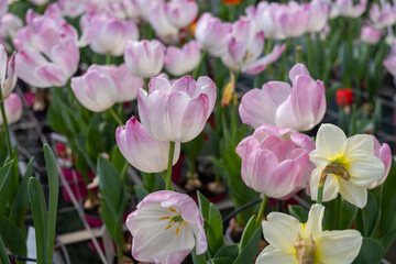 Holland's tulip flowers sold at the glasshouse