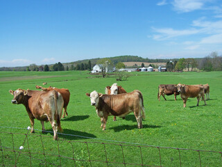 Fototapeta na wymiar Cows grazing in a green pasture seem to be enjoying the beautiful sunny day and rural setting around them.