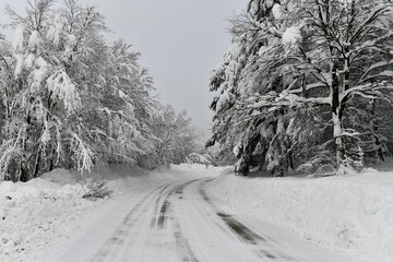 Snowy road with tree branches of the forest filled with fresh snow after a heavy snowfall