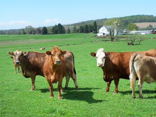 Cows grazing in a green pasture seem to be enjoying the beautiful sunny day and  rural setting around them.