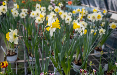 White yellow narcissus flowers sold at the glasshouse