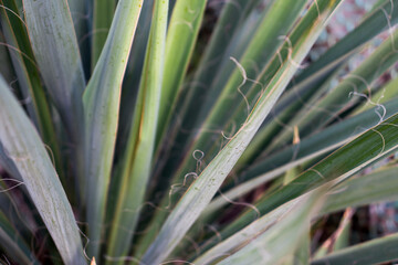 Agave plant, agave leaves, yucca close-up