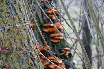 mushrooms on a tree trunk such as Flammulina velutipes (Curtis) Singer "Elm Mushroom"