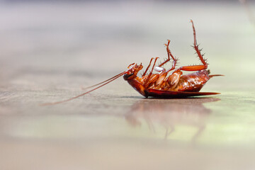 Cockroaches died on the cement floor.