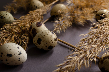 Naklejka na ściany i meble Closeup of of group of quail eggs, dried reeds on the grey surface