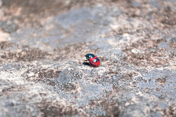 ladybug on the rock