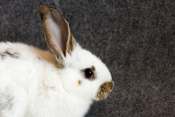 white rabbit with dark ears