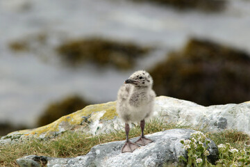 Seagull chick standing on the rocks, exploring the world. European herring gull, Larus argentatus  chicks